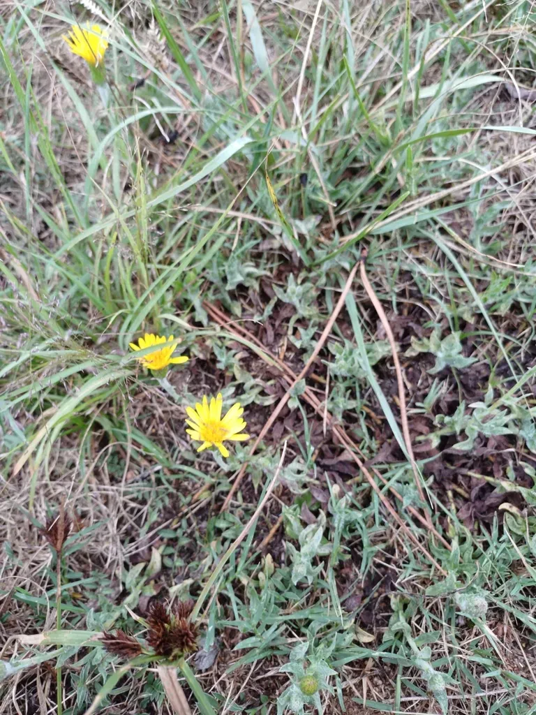 Noticastrum Acuminatum