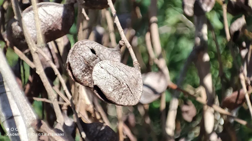 Copaifera Oblongifolia
