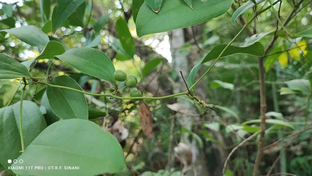 Smilax Polyantha