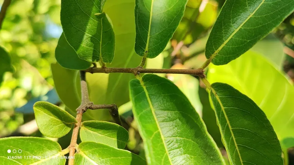 Forsteronia Pubescens