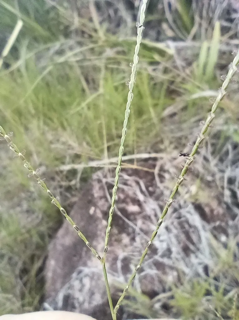 Axonopus Ramosus