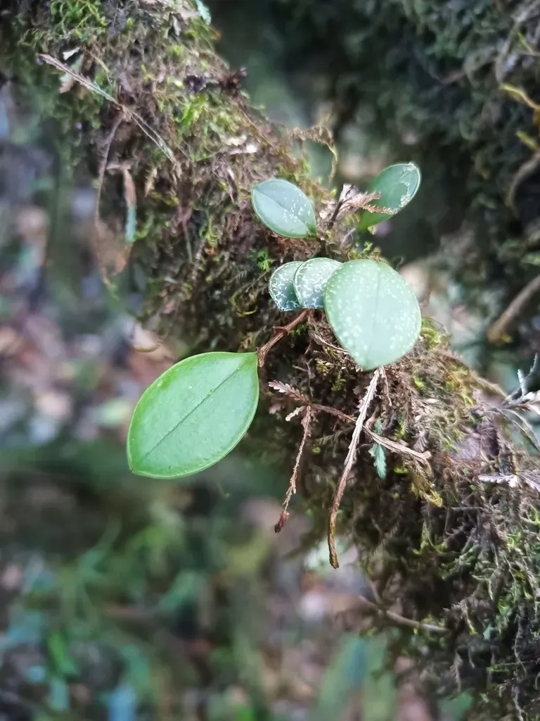 Trichosalpinx Orbicularis