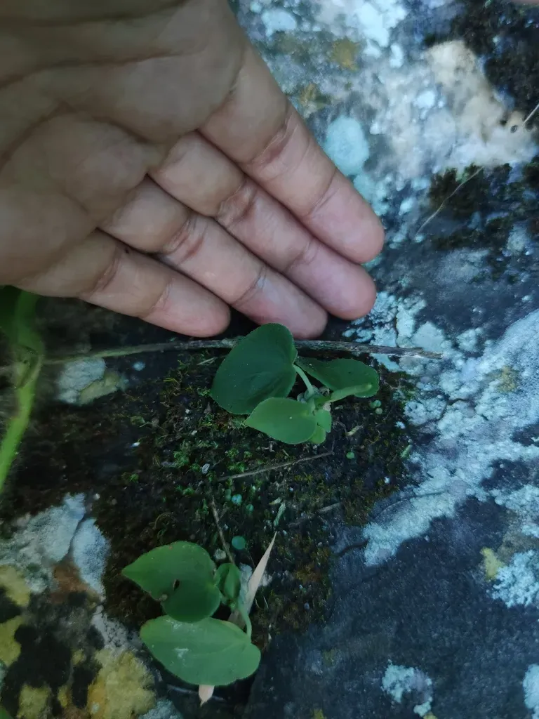 Peperomia Tuerckheimii