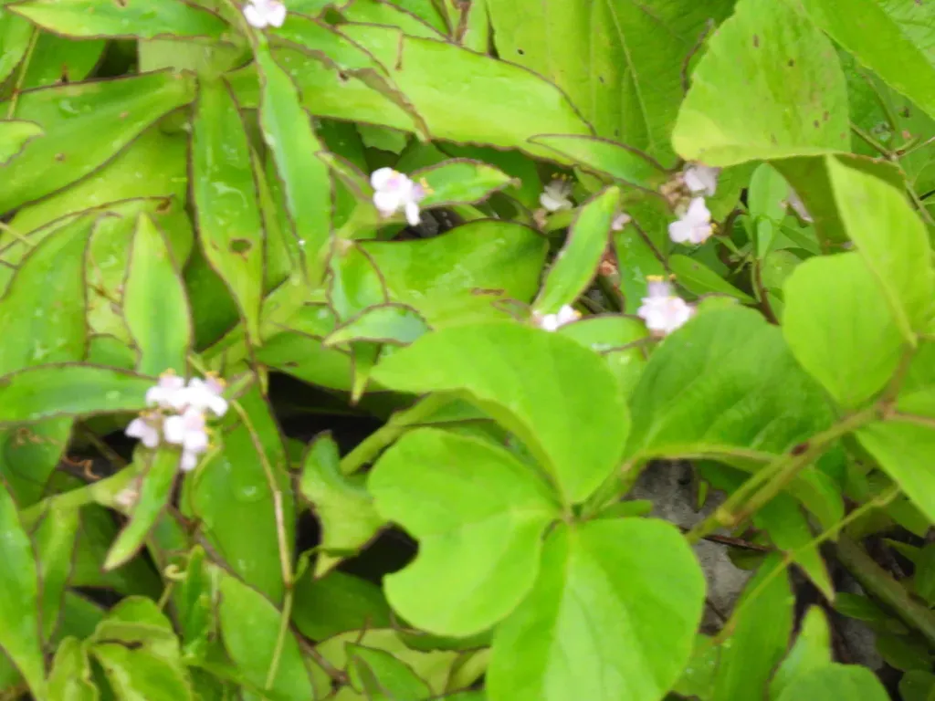 Tradescantia Andrieuxii