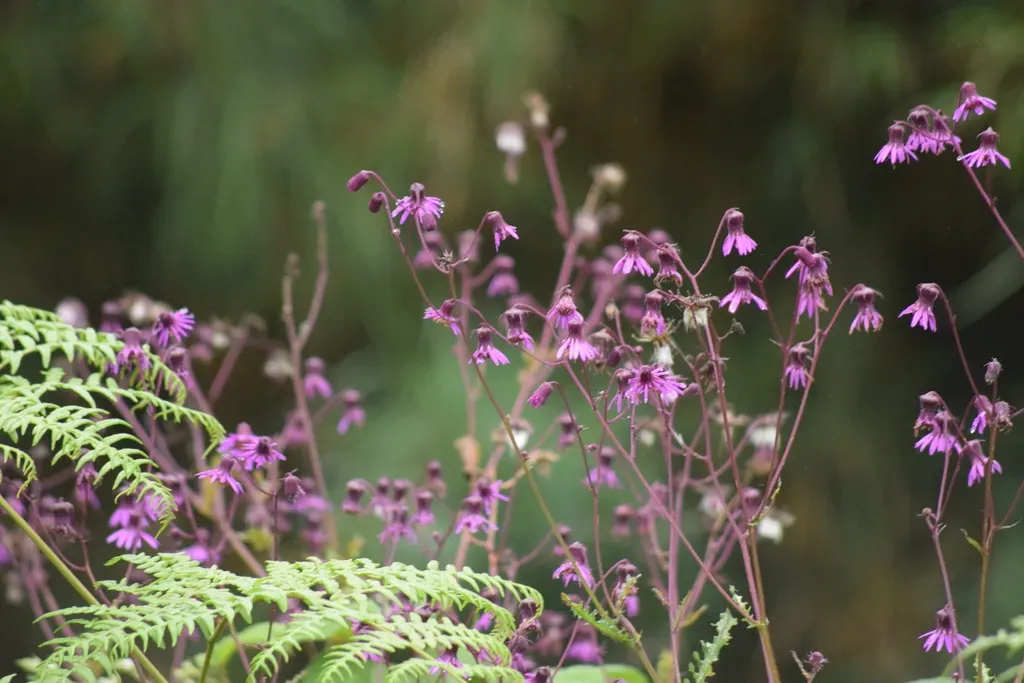 Senecio Garcibarrigae