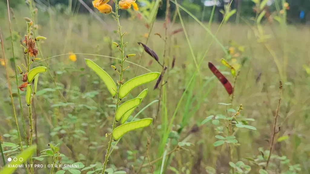 Chamaecrista Campestris