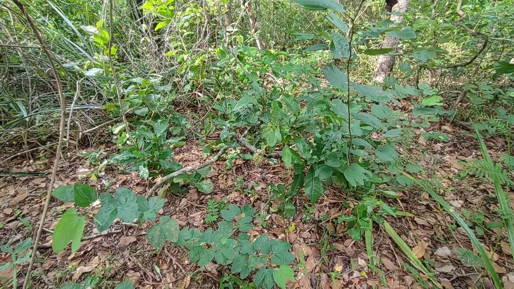 Duguetia Phaeoclados