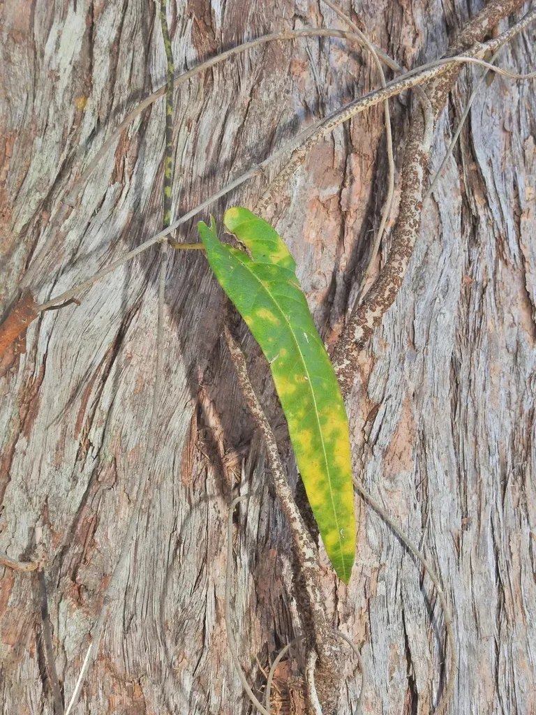 Broad-leaved Monkey Vine