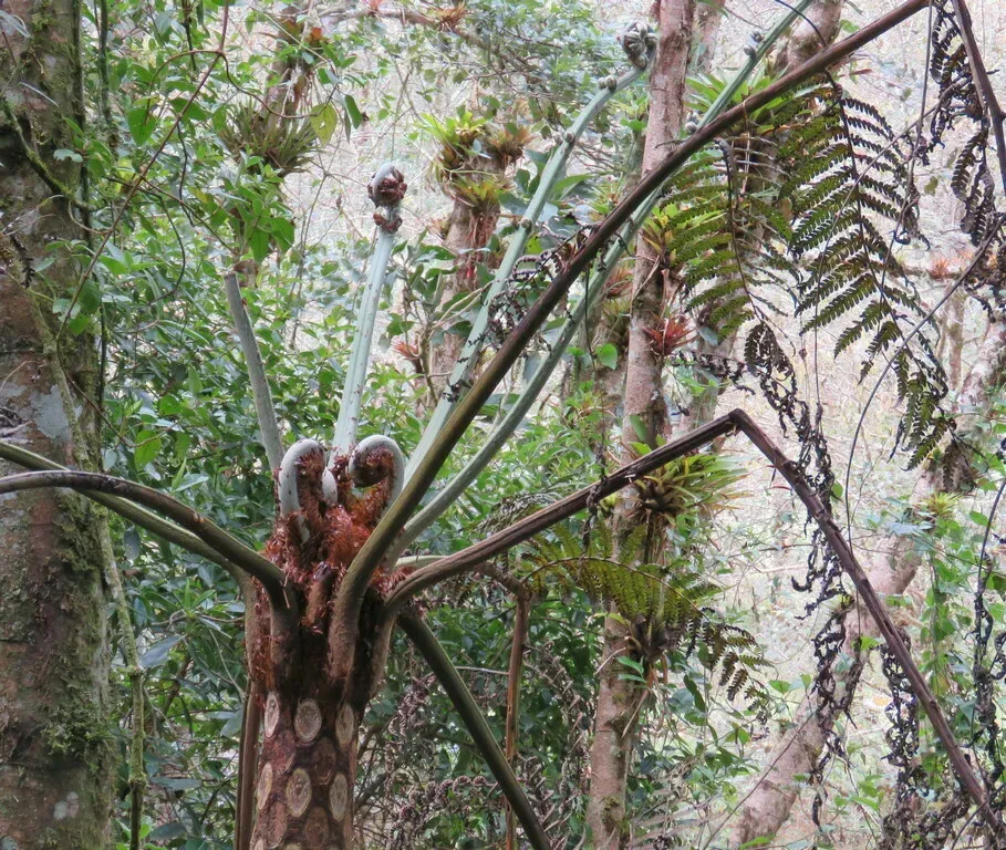 Sphaeropteris Quindiuensis