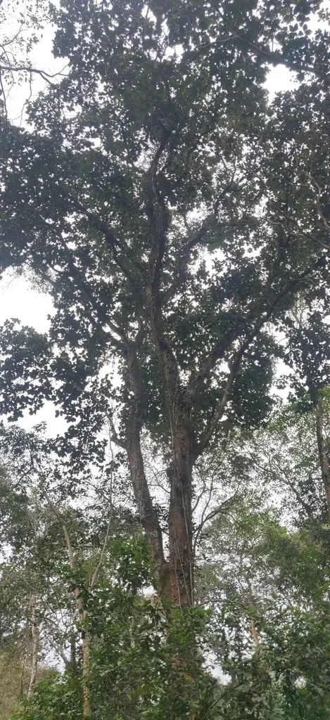 Artocarpus Chama