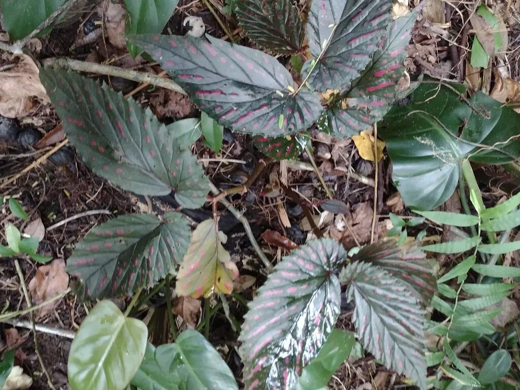 Begonia Brevirimosa