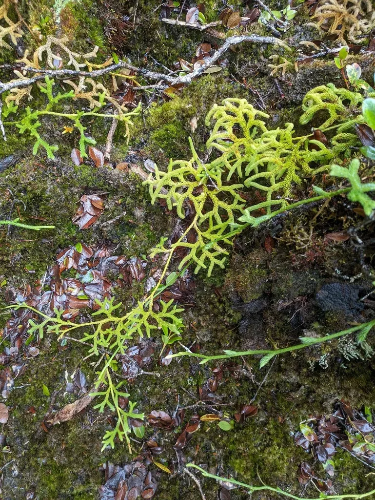 Hairtip Clubmoss