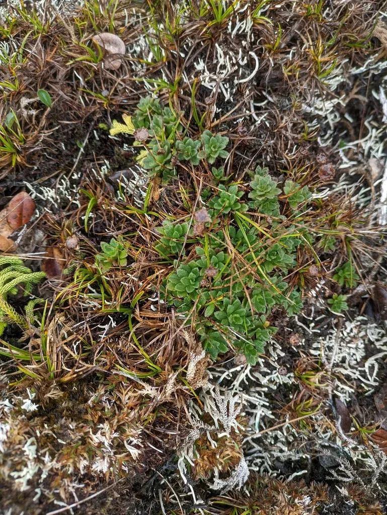 Mt. Waialeale Island-daisy