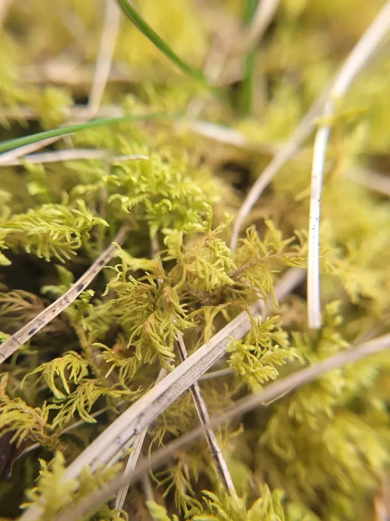 Hook-leaved Fern Moss