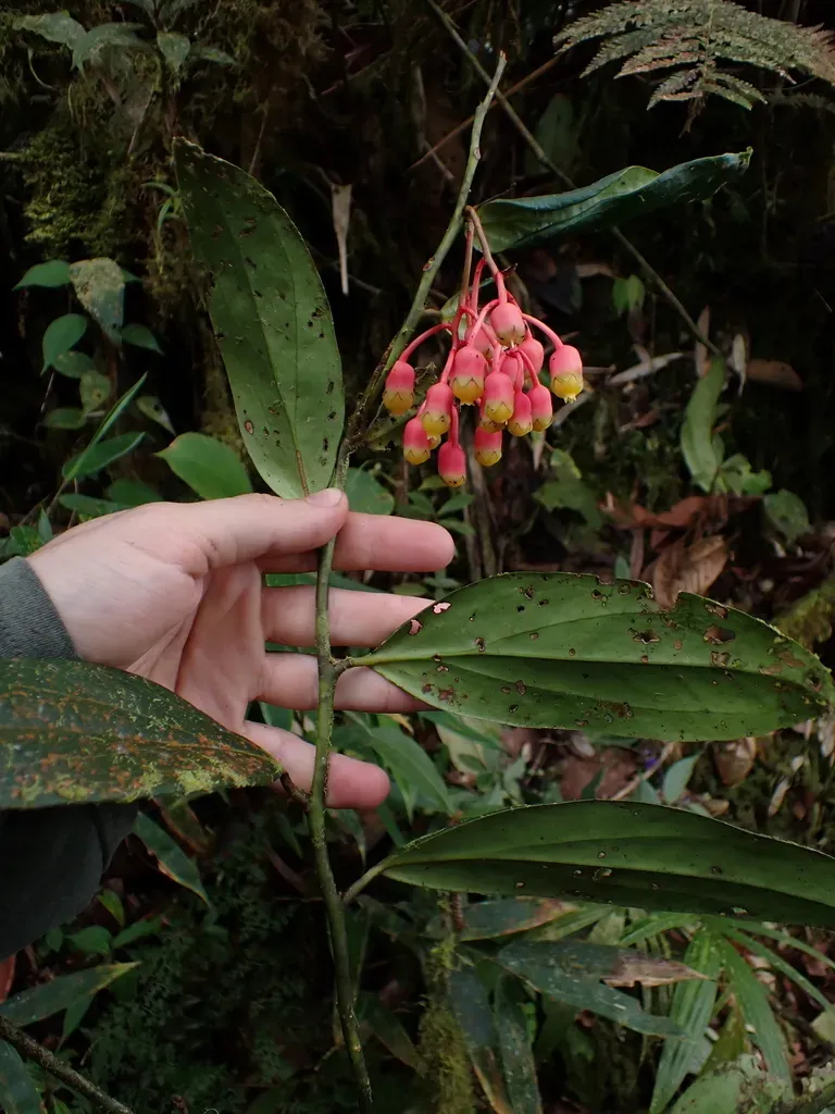Psammisia Flaviflora