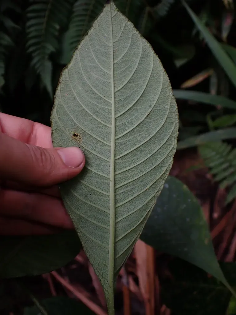 Burmeistera Multiflora