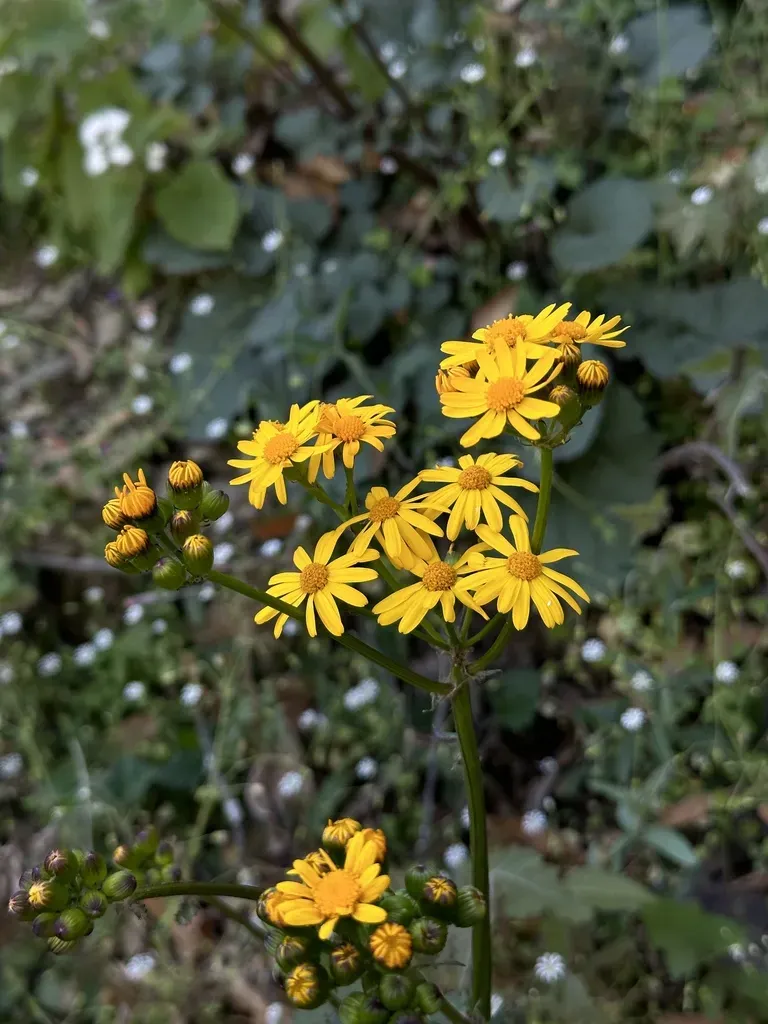 Packera Coahuilensis