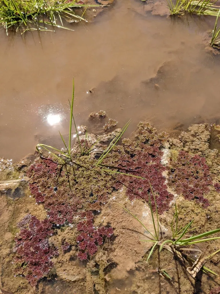 Mexican Mosquito Fern
