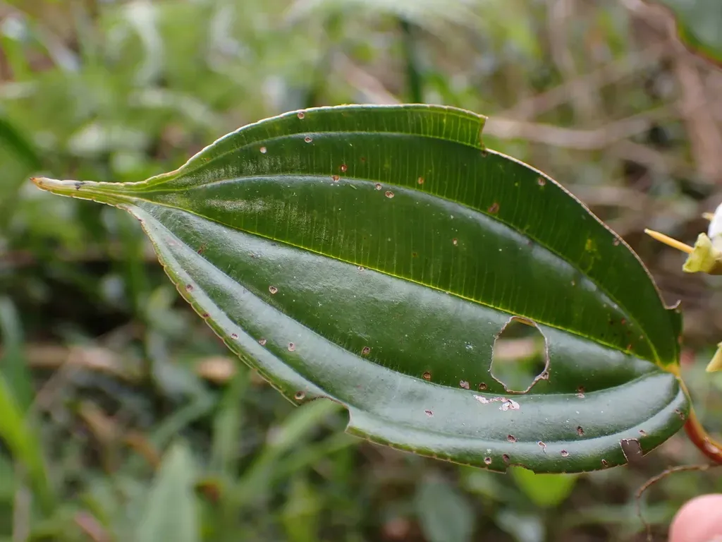 Blakea Henripittieri