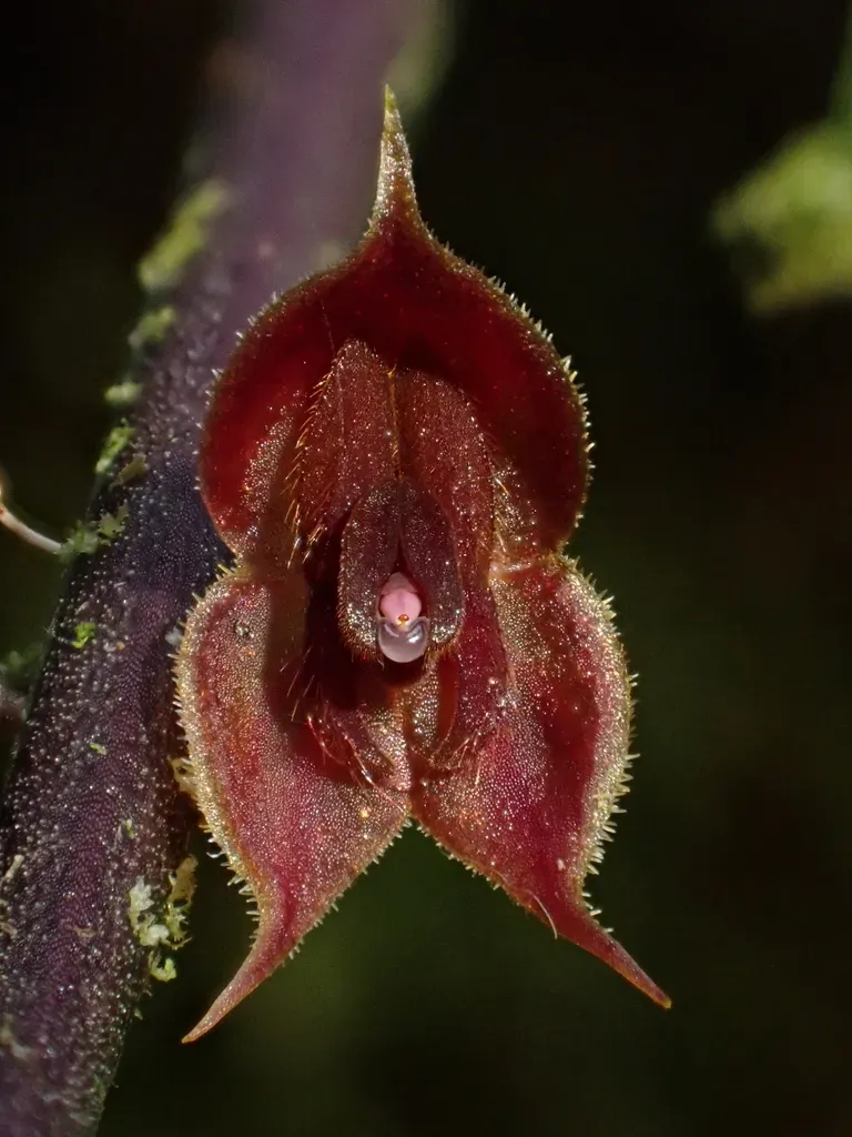 Lepanthes Thoracica