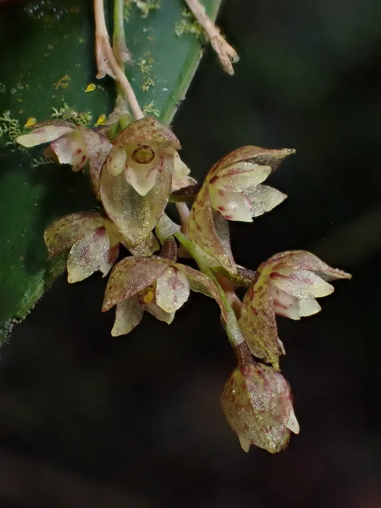 Pleurothallis Leopardina