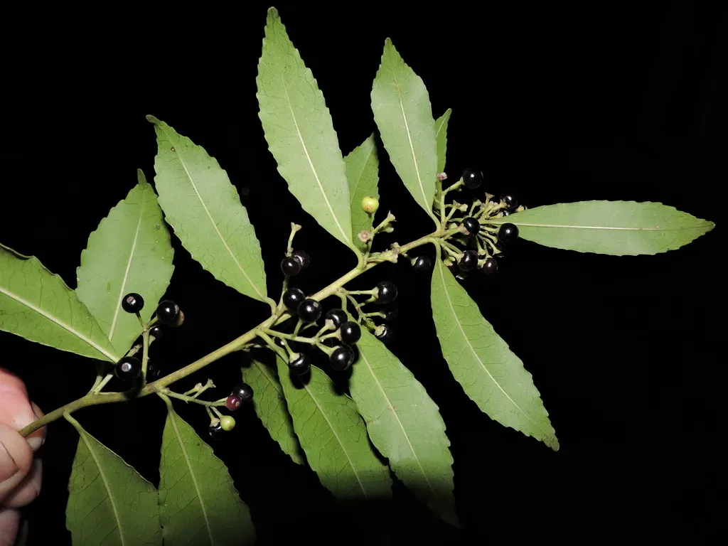 Ilex Dumosa