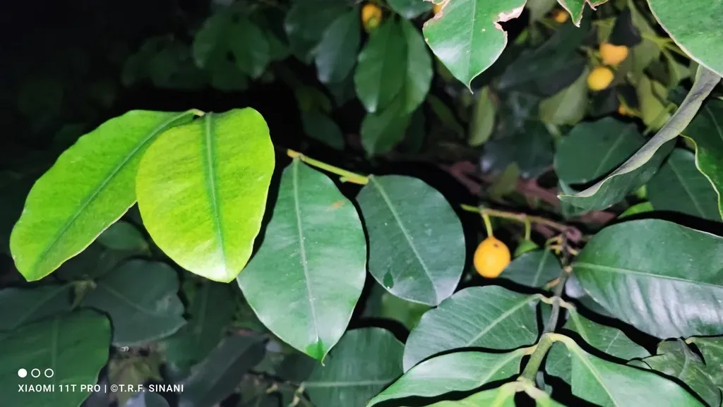 Garcinia Gardneriana