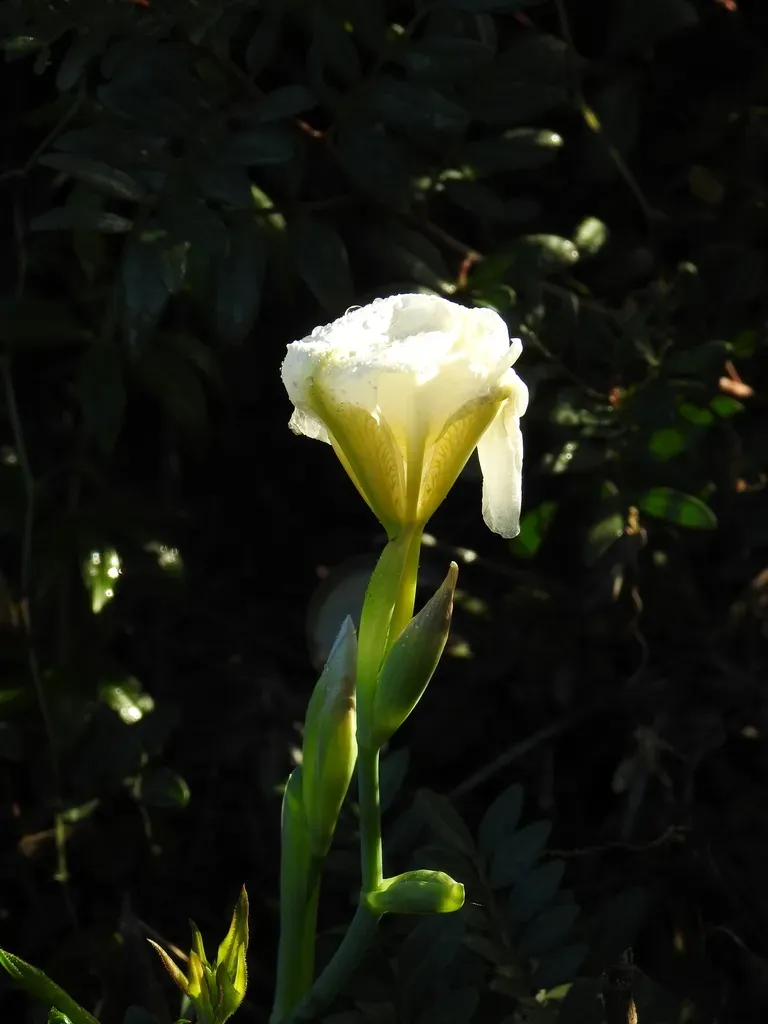 White Cemetery Iris