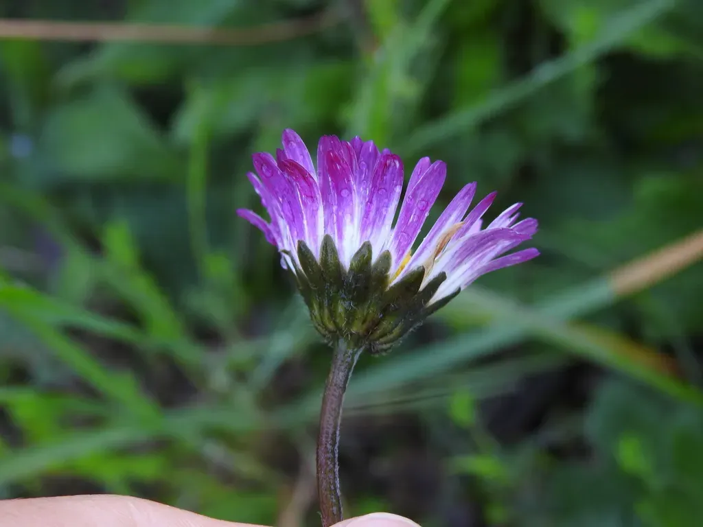 Bellis Pappulosa