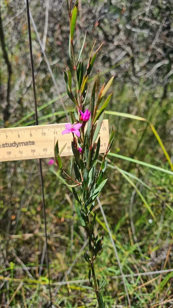 Boronia Barkeriana