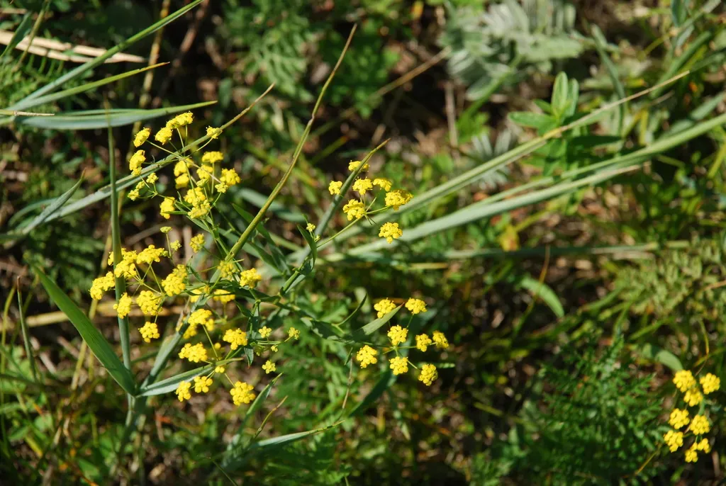 Willow-leaved Bupleurum