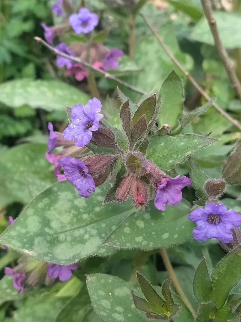 Pulmonaria Hirta