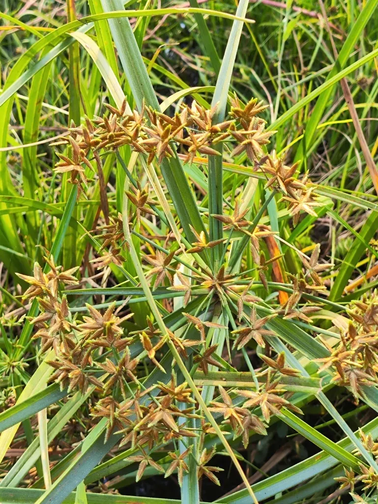 Javanese Flatsedge