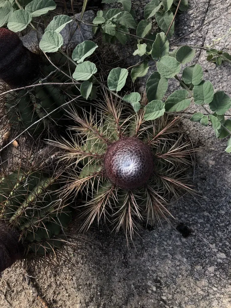 Melocactus Ernestii