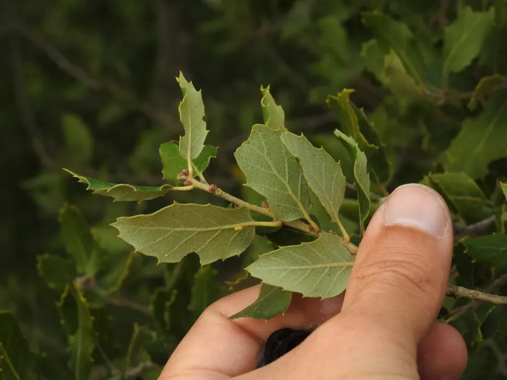 Quercus × Avellaniformis