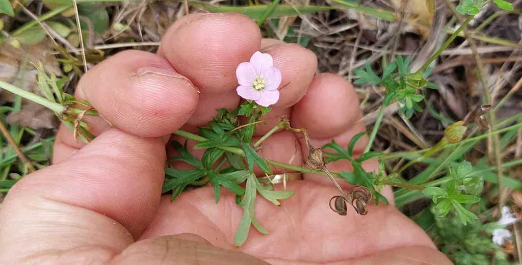 Native Geranium