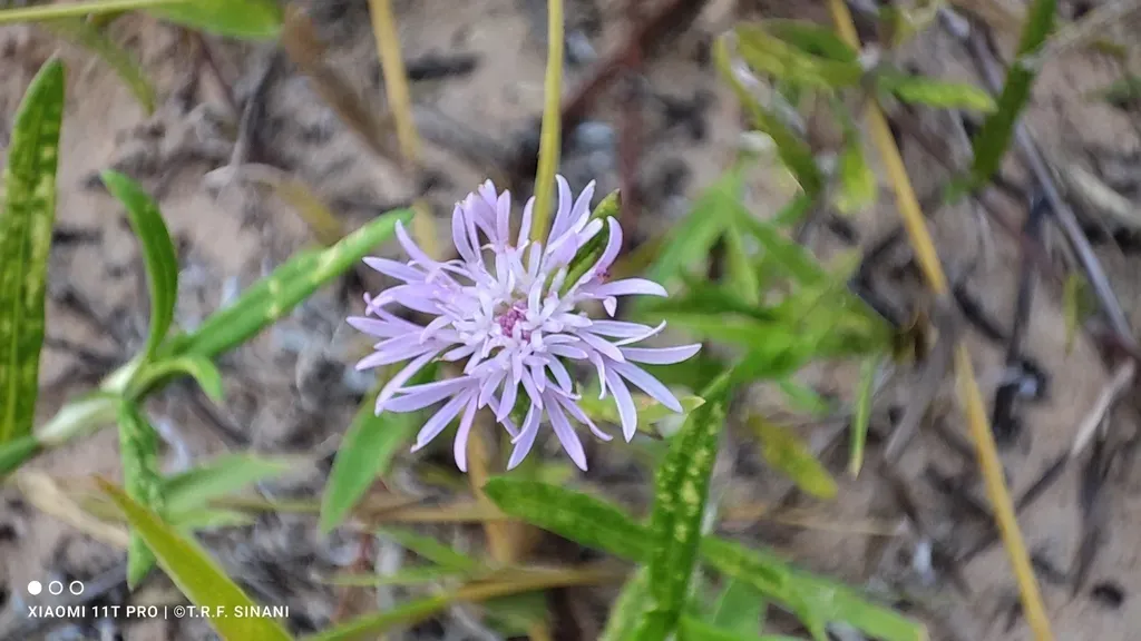Stilpnopappus Pantanalensis