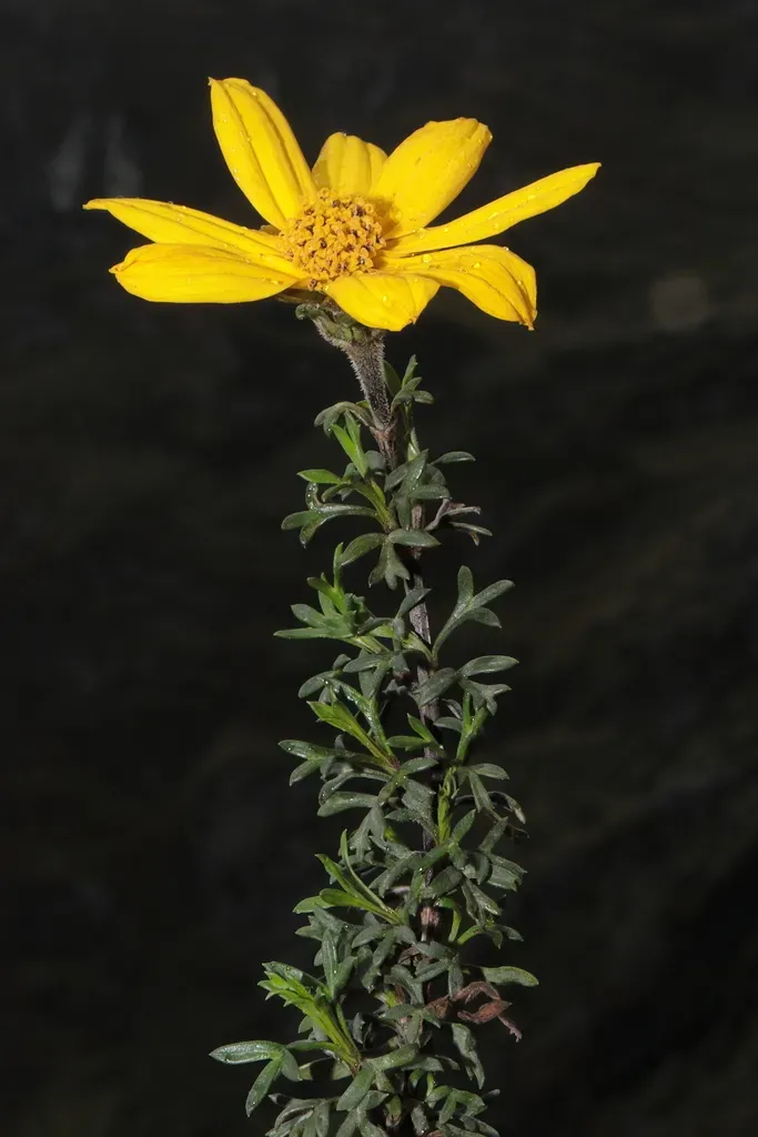 Coreopsis Senaria