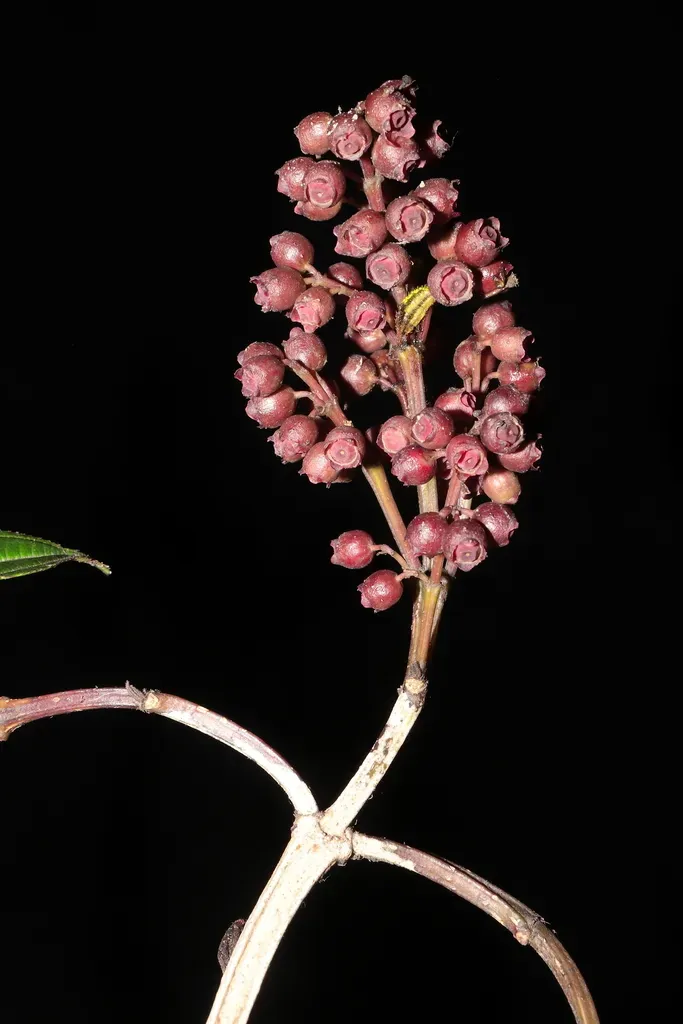 Miconia Ottikeri