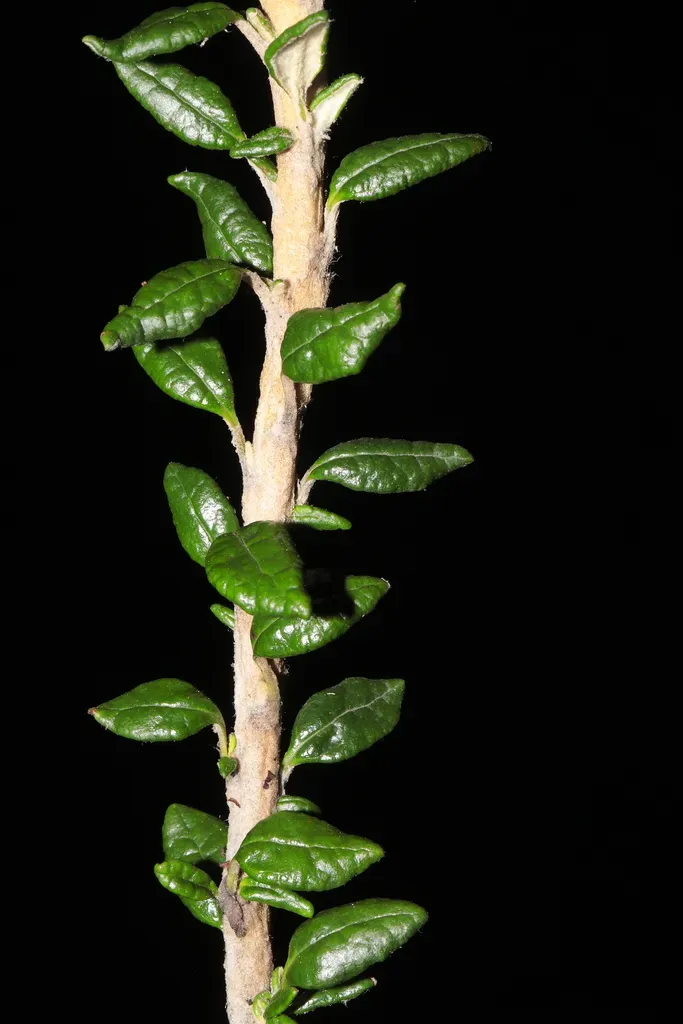 Diplostephium Foliosissimum