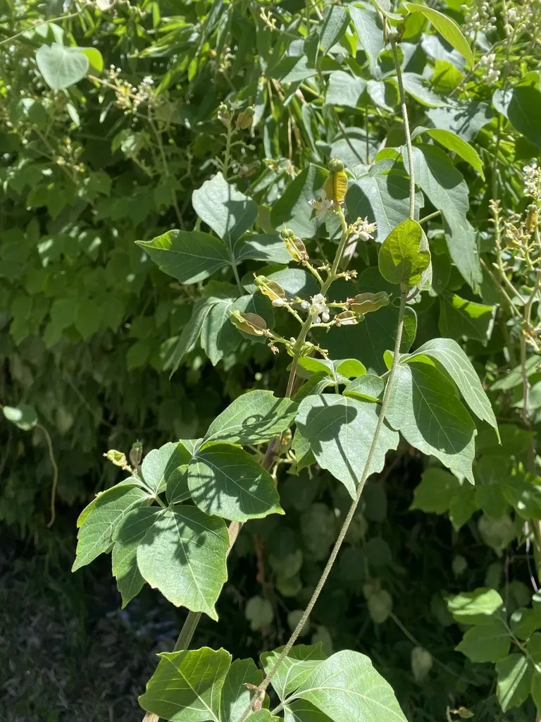 Serjania Meridionalis