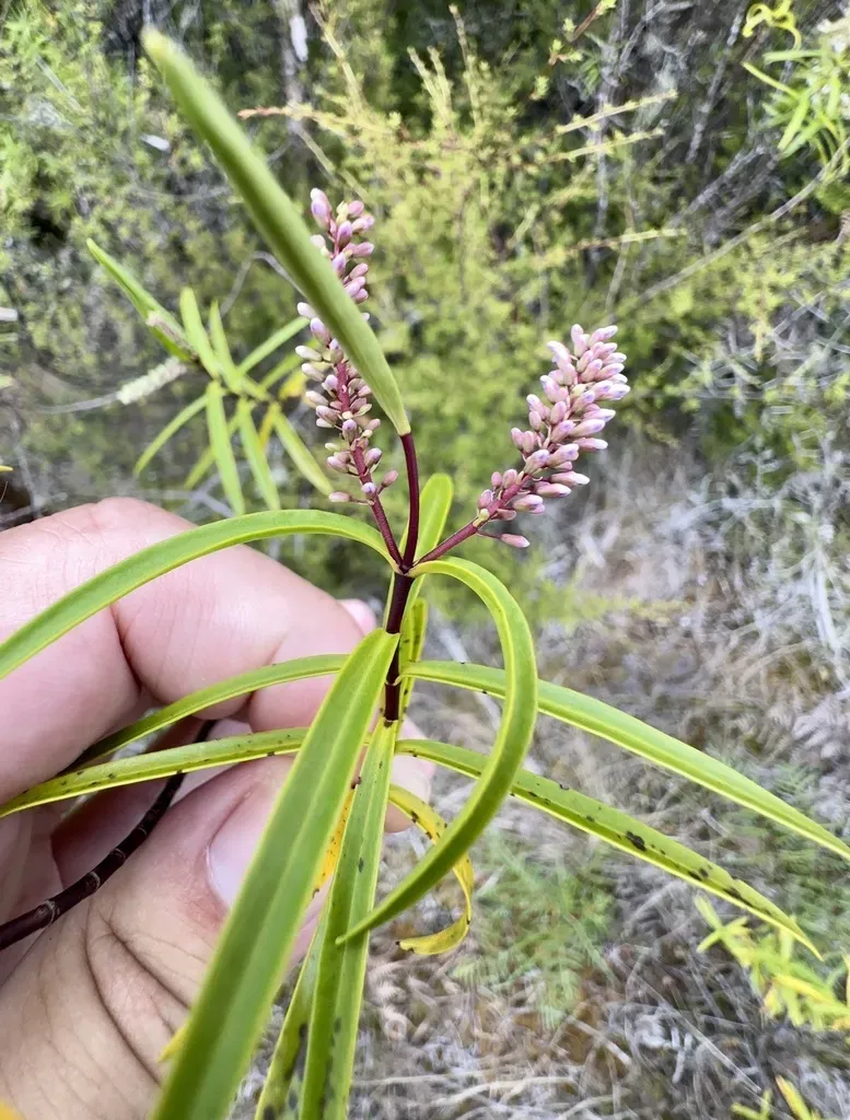 Veronica Stenophylla