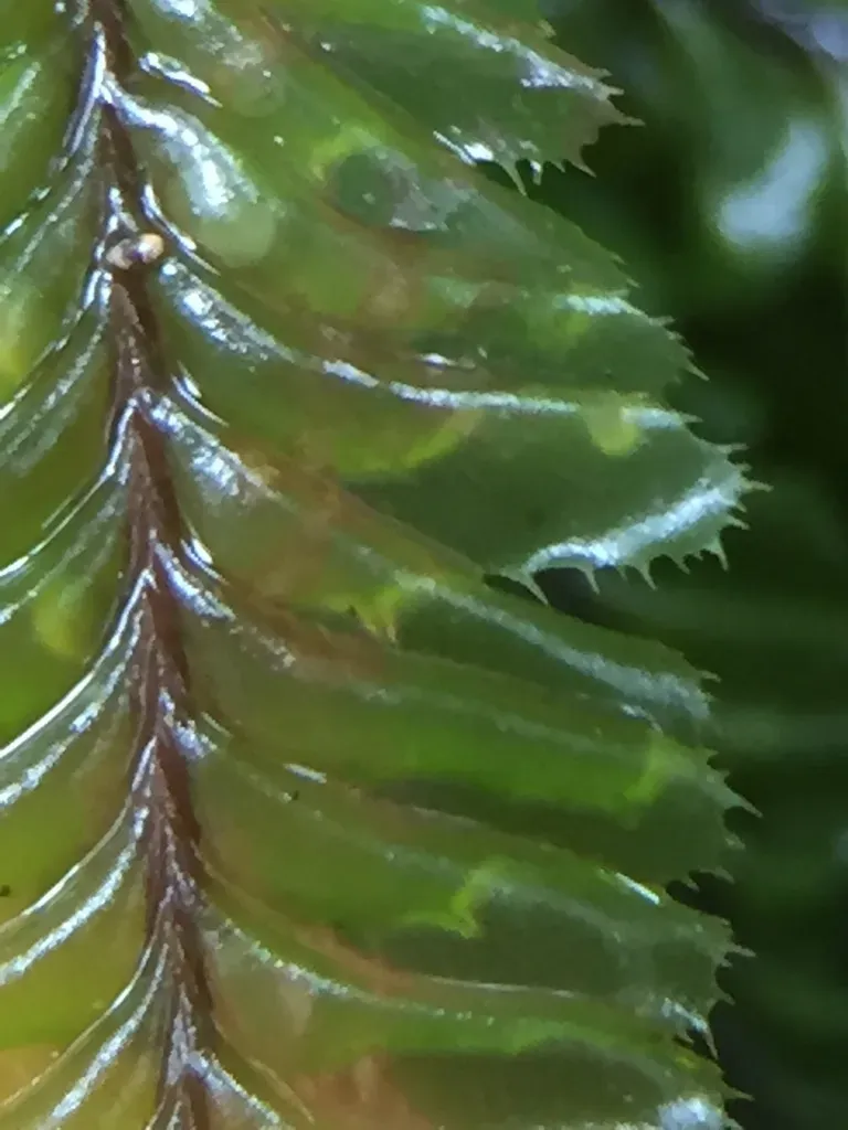 Plagiochila Arbuscula