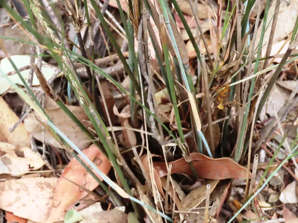 Austrostipa Breviglumis