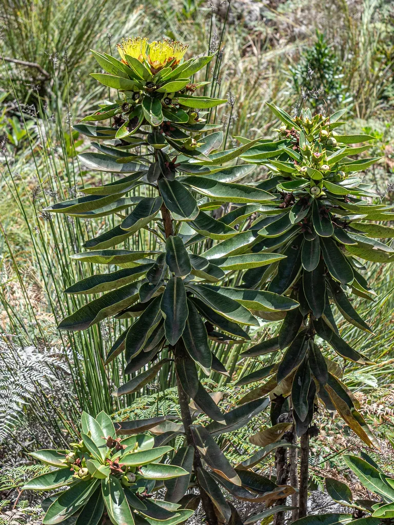 Xanthostemon Gugerlii