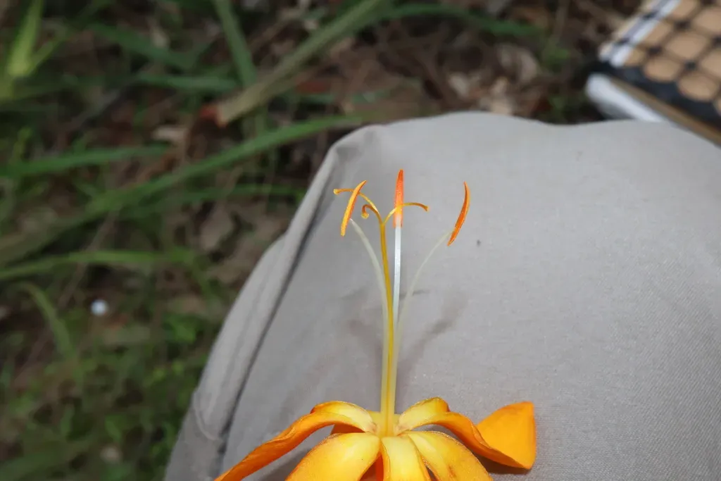 Montbretia