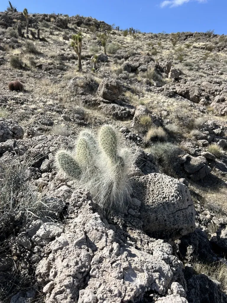 Western Prickly Pear Cactus