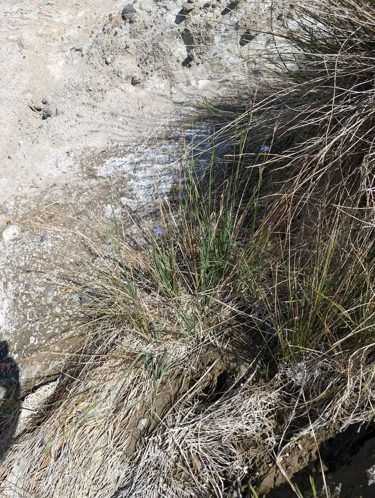 Death Valley Blue-eyed Grass