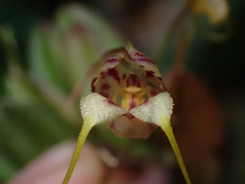 Masdevallia Nidifica