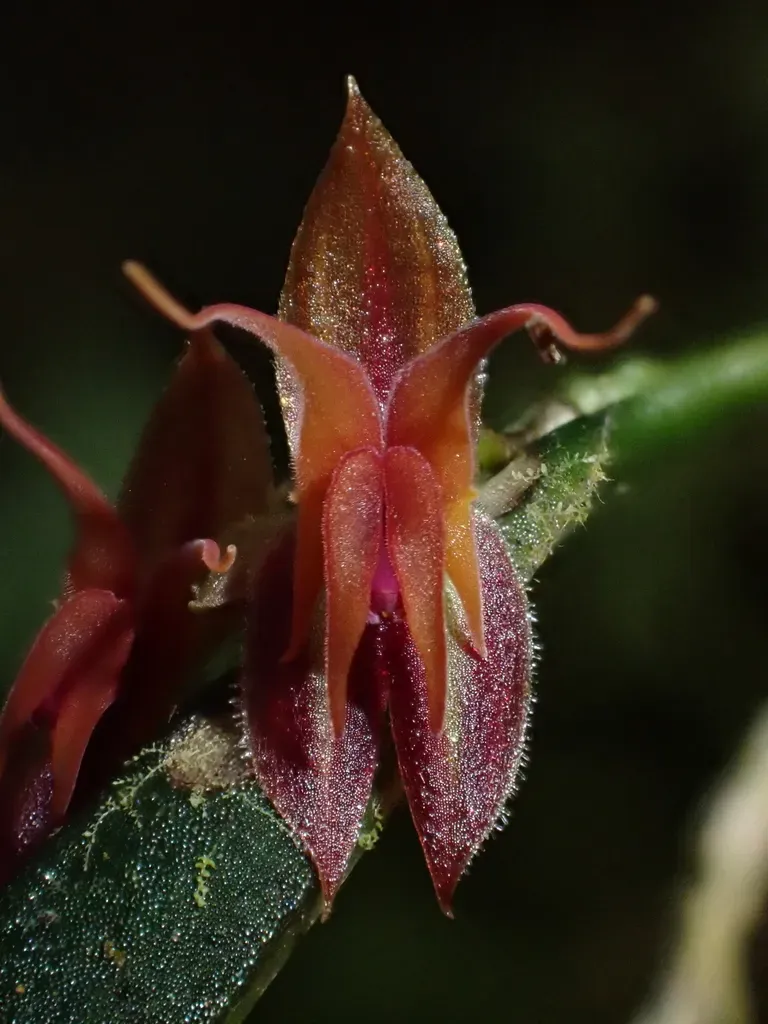 Lepanthes Antennata